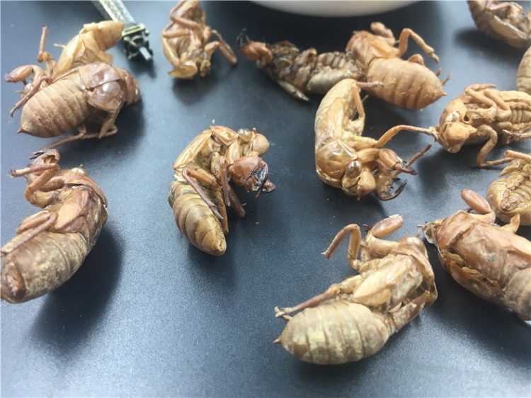 宫廷金蝉壳 批发中药材水洗虫蜕蝉衣知了壳干货蝉蜕批发