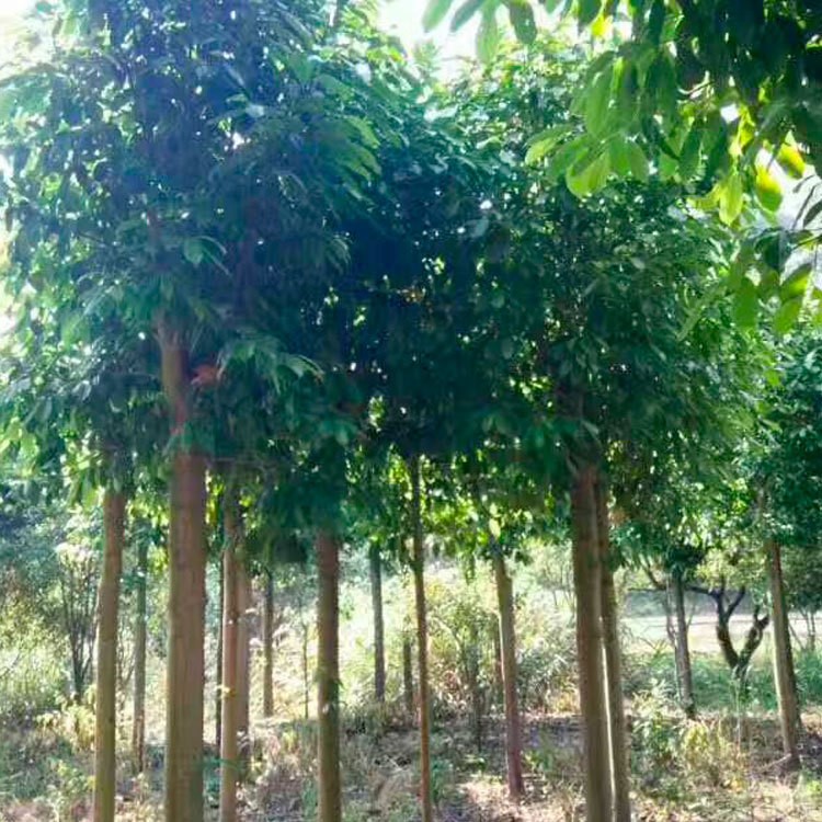 行道綠化苗木樂昌含笑批發(fā) 湖南苗圃直供 樂昌含笑樹 規(guī)格齊