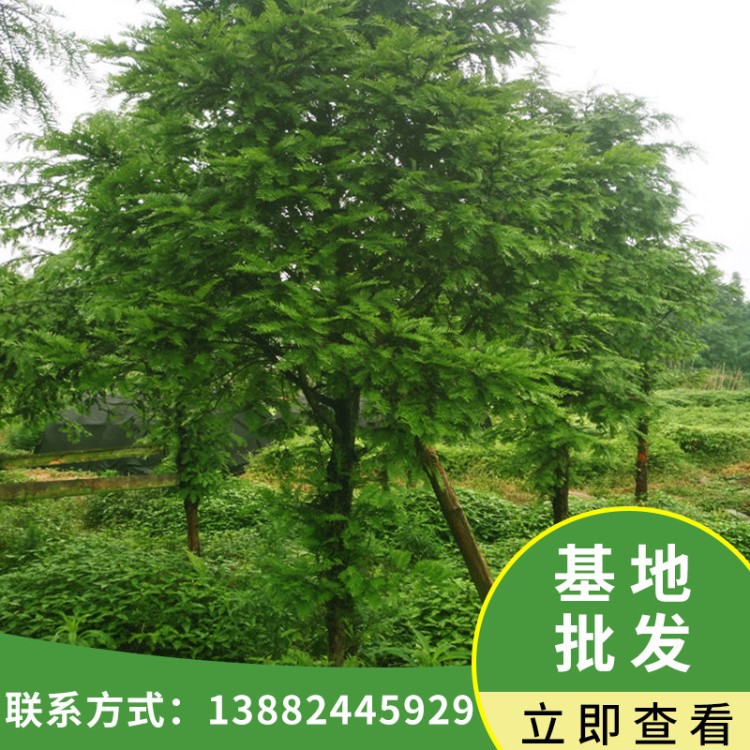 基地直銷南方紅豆杉盆景 園林綠化工程行道樹 8-20公分景觀綠化樹