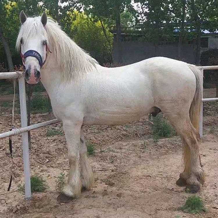 影視蒙古馬錢一匹 里有賣乘騎的新貨不斷上架商品天天降價
