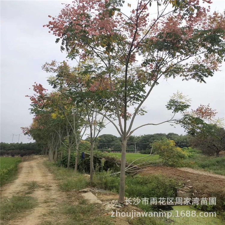 基地批發(fā)風(fēng)景樹欒樹 欒樹品種規(guī)格花卉綠化工程樹苗 價(jià)優(yōu)