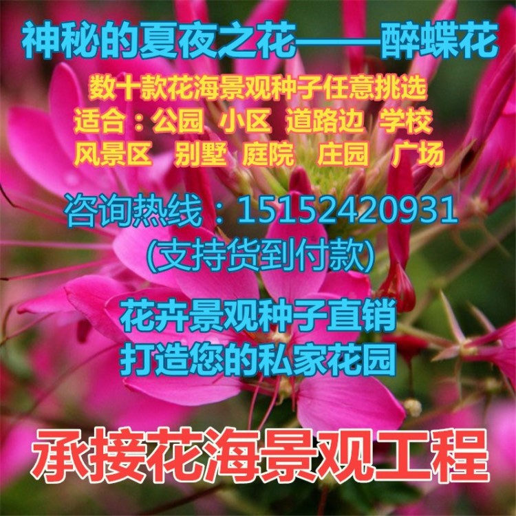 批發草本花卉種子 醉蝶花種子 園藝觀賞芳香花卉 易種植