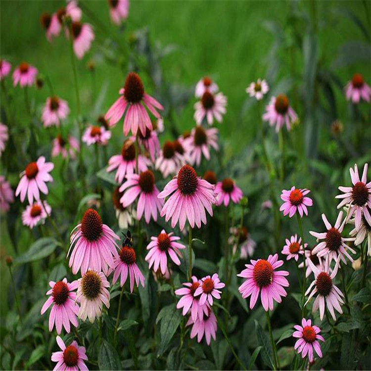 批發(fā)地被花草 松果菊 紫錐花 又名紫松果菊 量大從優(yōu)