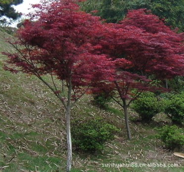 供應(yīng)園林植物 紅楓 紅楓樹 日本紅楓 美國紅楓秋火焰小苗