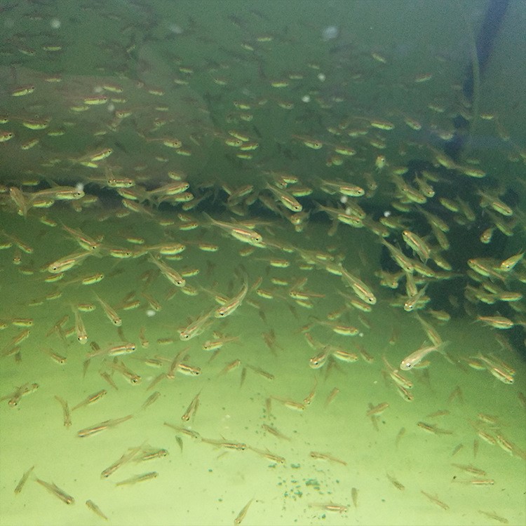 紅燈管魚 活體熱帶觀賞魚 景觀魚草缸群游造景大量供應(yīng)寵物魚批發(fā)