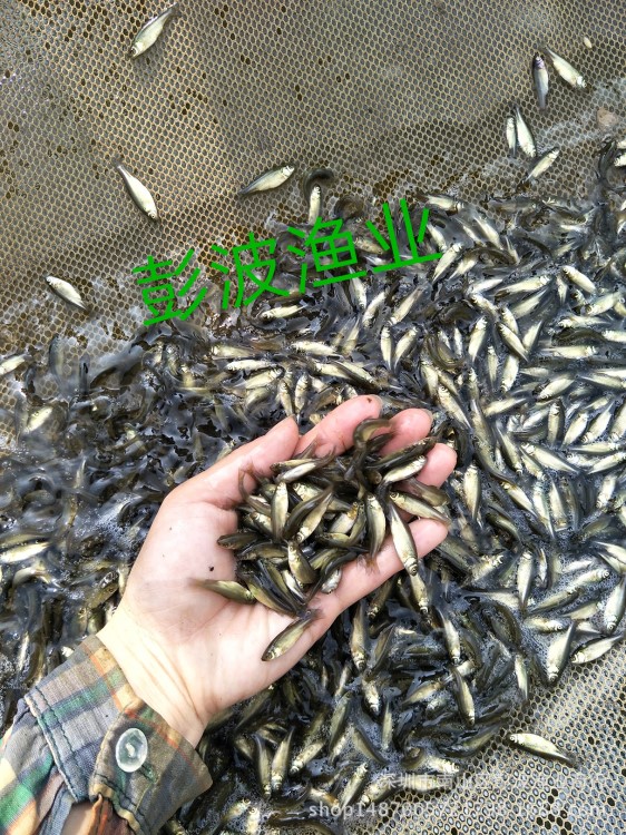 大量供應(yīng)草魚(yú)苗 鯇魚(yú)苗 草鯇魚(yú)苗 草魚(yú)苗寸苗