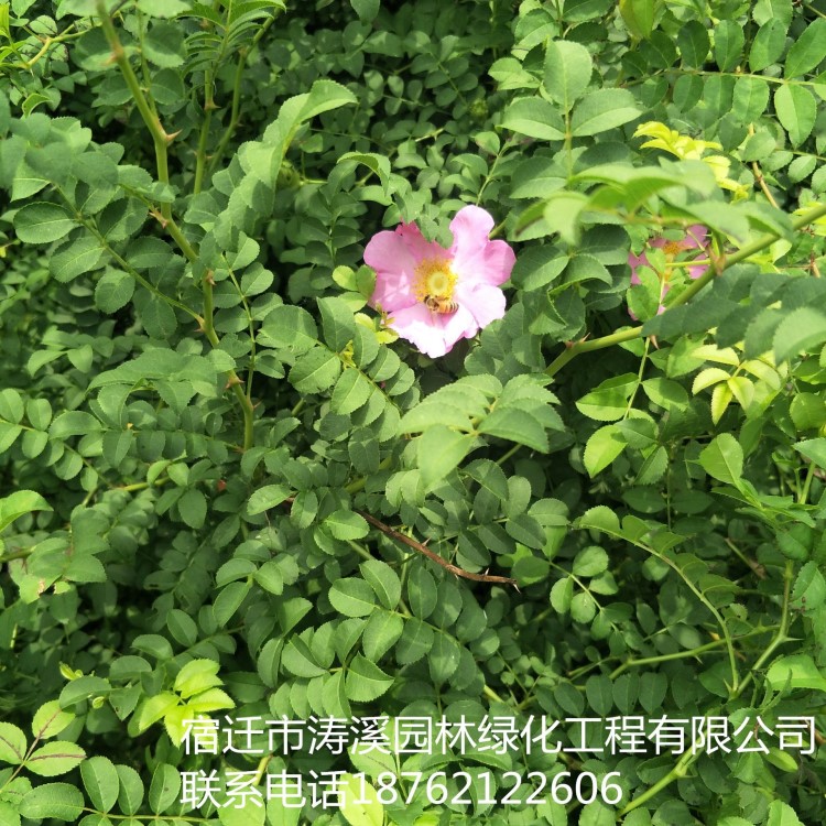 基地直銷(xiāo)黃刺梅球 小苗各種綠化苗木工程園林