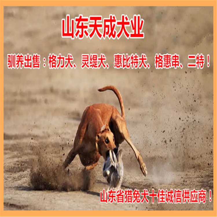獵兔格力犬錢一只 品種的靈緹犬市場價格 山東天成犬舍出售