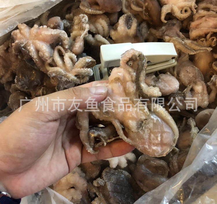 鲜冻小八爪鱼小章鱼 墨鱼 干水一口章冷八带鱼海鲜酒店供应5KG/装