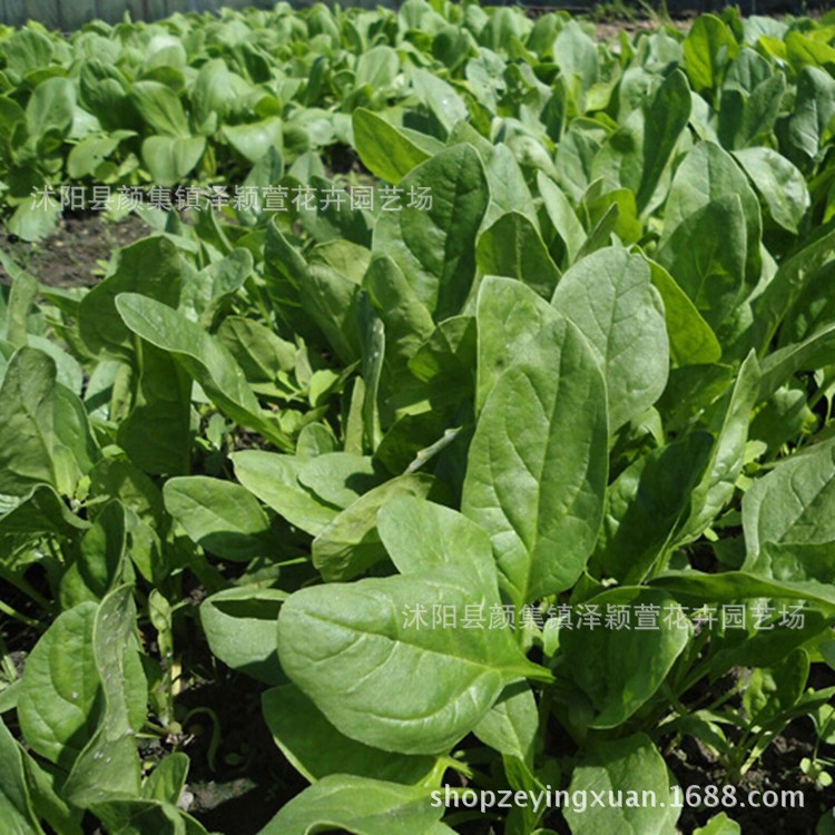 批發(fā)蔬菜種子 大葉菠菜種子 家庭有機(jī)蔬菜 春秋種植苗圃銷售