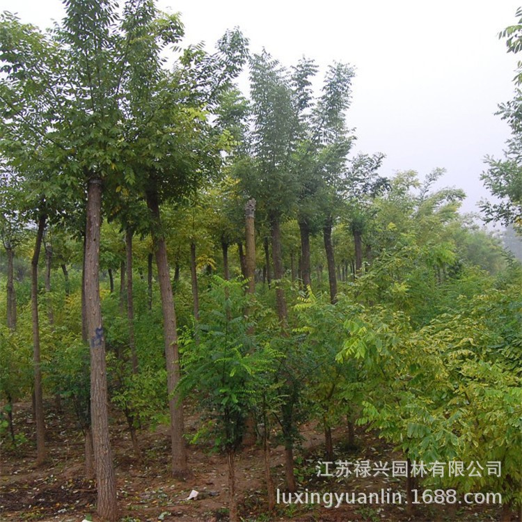 紅葉白臘小苗批發(fā)彩色綠籬金葉白蠟樹苗 行道風景苗木白蠟樹苗