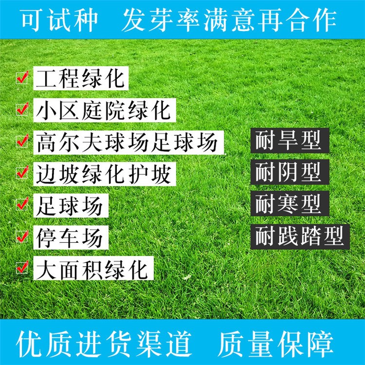 足球場(chǎng)草坪種子四季青耐寒免修剪地毯草草籽草坪種子庭院園林綠化