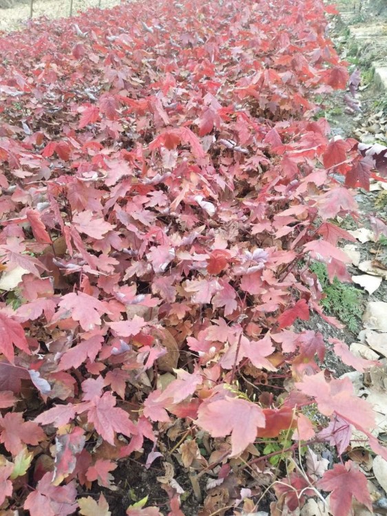 東北紅楓秋火焰扦插苗，遼寧紅楓秋火焰苗，紅楓苗大量出售。