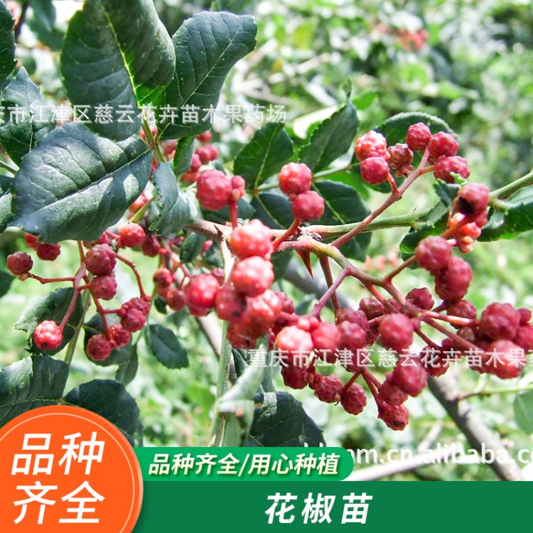 廠家直銷花椒苗九葉青 尖子椒 大紅袍 騰椒慈云苗木花卉品質(zhì)保