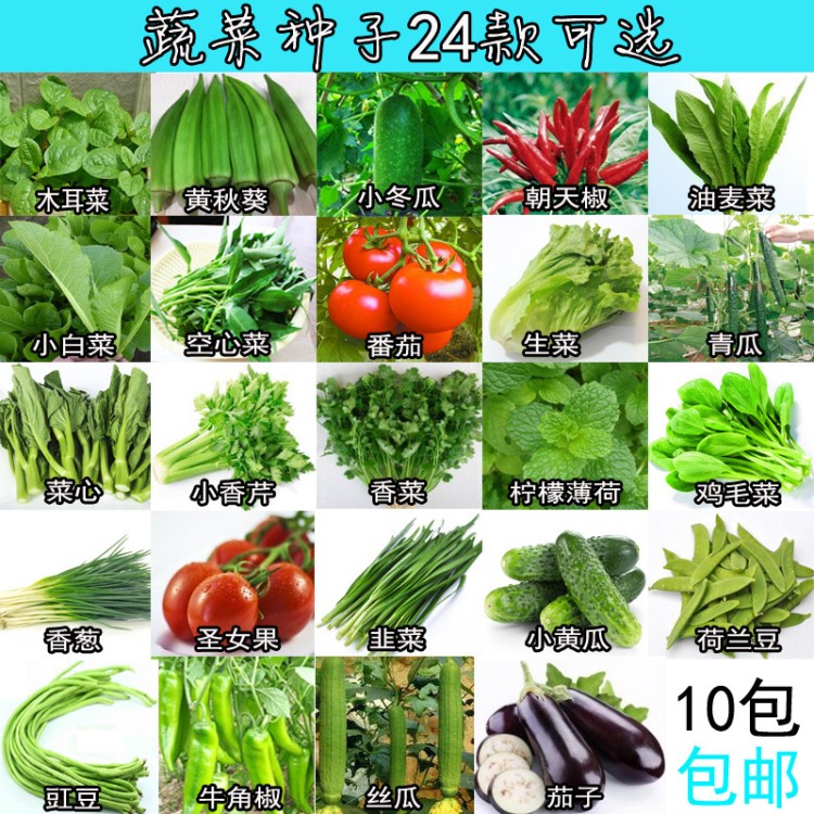 蔬菜陽(yáng)臺(tái)種菜種子盆栽蔬菜種套餐家庭院易種24款