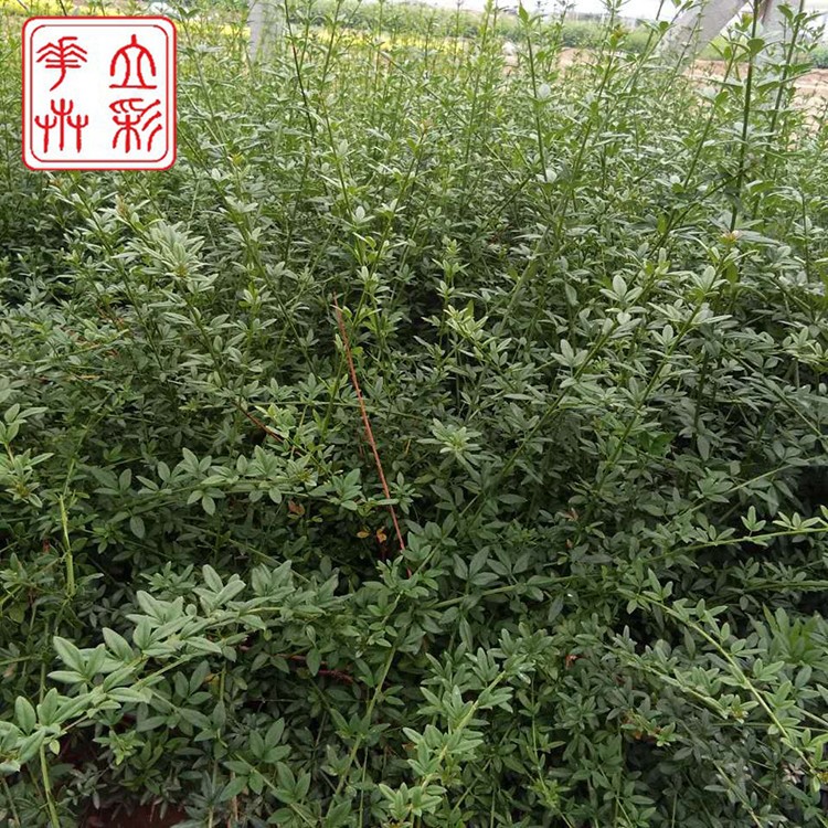 青葉大量批發山東基地直銷需要買迎春就到青州立彩合作社苗木