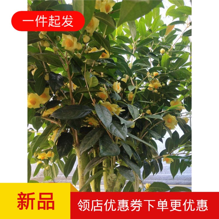 防城凹脈金花茶樹苗盆栽廣西名貴黃金茶原生嫁接陽臺綠植花卉