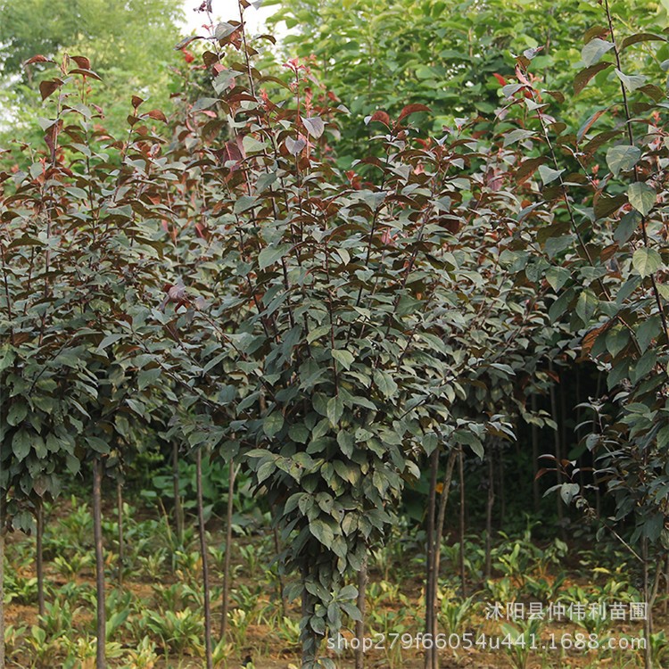 綠化苗木紫葉李樹苗批發(fā) 南北方種植 園林彩葉喬木 紫葉李苗