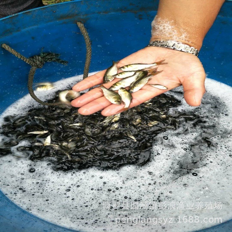 全年供應(yīng)批發(fā)零售大頭魚(yú)、花鰱、黑鰱等四大家魚(yú)苗 3-10公分