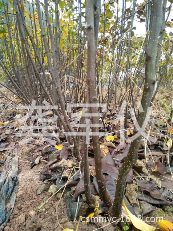 批發(fā)果樹苗木翠冠梨苗 翠冠梨種苗基地