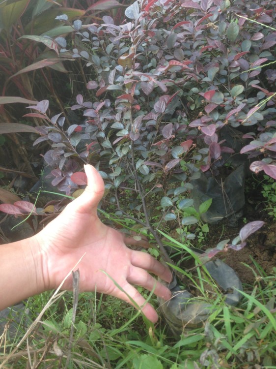 紅花繼木 灌木 綠化工程苗 大量銷售福建廣東浙江江蘇等地