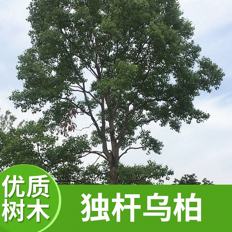 豐茂種植園批發(fā)供應(yīng)園林綠化獨(dú)桿烏柏 烏桕規(guī)格 量大從優(yōu)