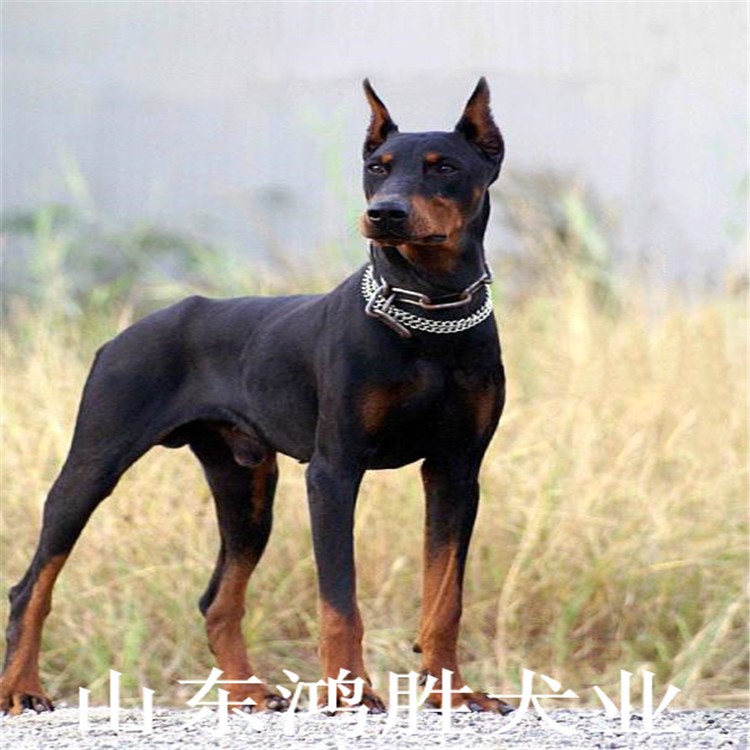 杜賓幼犬出售 紅黑血統(tǒng)杜賓犬 杜賓中型犬活體批發(fā) 健康杜賓犬