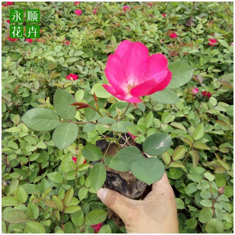 廠家直銷 園林綠化苗木 豐花月季苗栽培 花壇盆栽景觀月季花