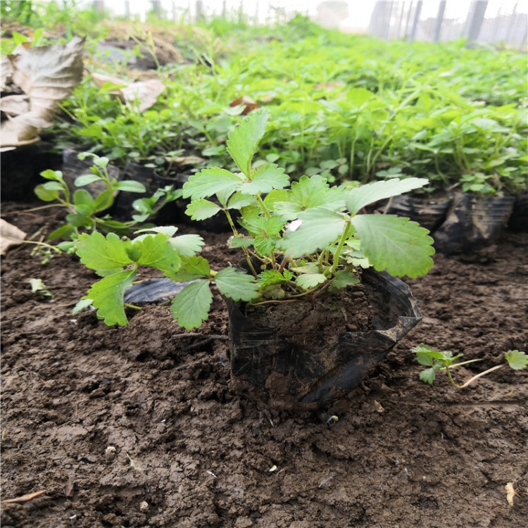 青州三葉委陵菜種植基地 委陵菜 綠化工程用花卉苗批發(fā)