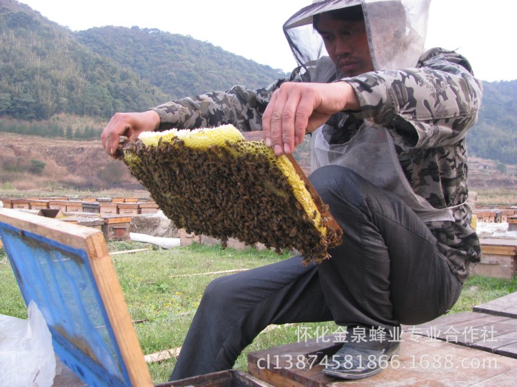 预定销售2019年繁殖蜂蜜群 授粉蜜蜂群 繁殖种用蜜蜂