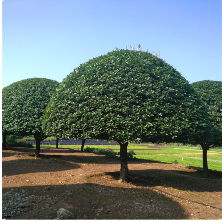 基地直銷15一30公分精品桂花樹 金桂 火紅丹桂 八月桂規(guī)格