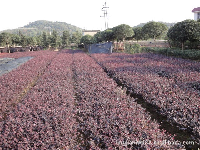 百万亩产地大量供应绿化苗木江西红继木 基地直销 量大价优