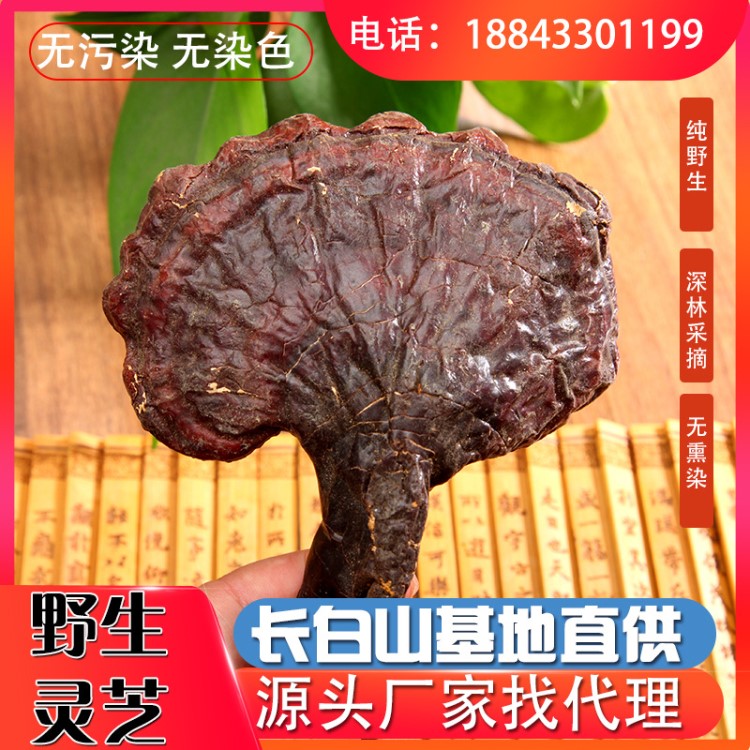 批發(fā)長白山野生赤靈芝林下木靈芝各種規(guī)格