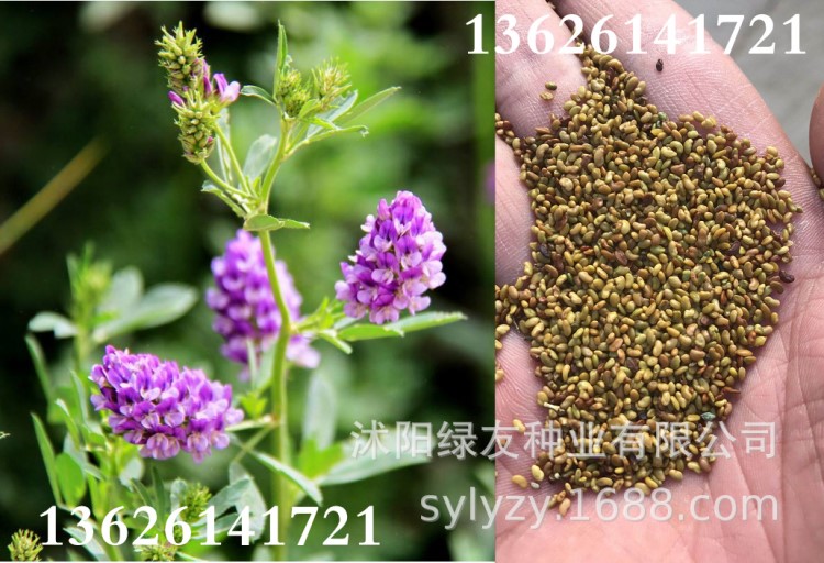 牧草草籽苜蓿种子批发 紫花苜蓿