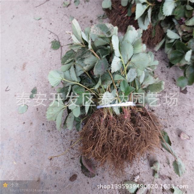 無(wú)公害青果草莓 鮮草莓苗錢(qián)一株