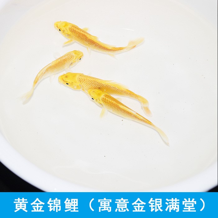 包郵錦鯉 小錦鯉活體風(fēng)水錦鯉紅白昭和白寫冷水魚日本魚淡水錦鯉