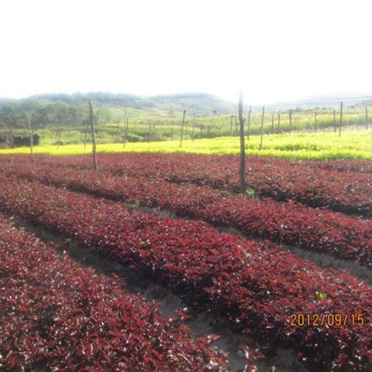 園林觀賞植物紅繼木 護坡綠化工程苗木 基地批發(fā)苗圃造型綠化苗