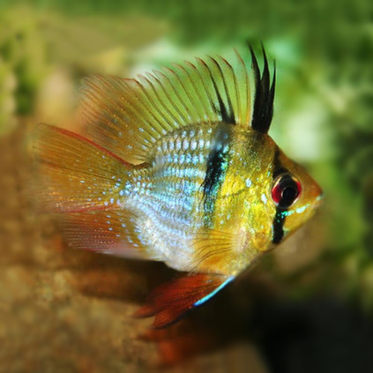 荷兰凤凰球短鲷鱼 小型热带观赏鱼 淡水活体宠物水族草缸造景