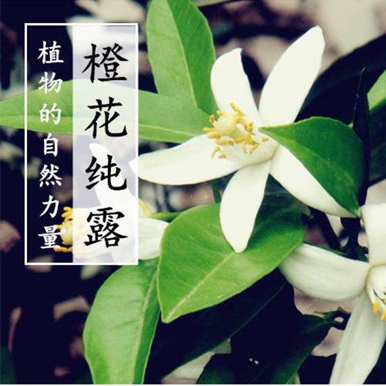 法國原產(chǎn)地苦橙花露 化妝品原材料供應(yīng)貼牌代加工 飽和橙花