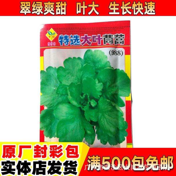 20克 特选大叶茼蒿 大叶/小叶茼蒿种子 皇帝菜光杆茼蒿菜