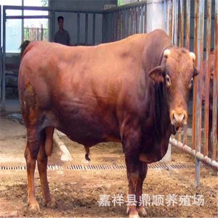 肉牛全价料价格,肉料比是？鲁西黄牛改良杂交牛犊价格