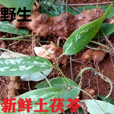 野生土茯苓（中貨）現(xiàn)挖脆新鮮土茯苓土茯苓片野生干500g茯