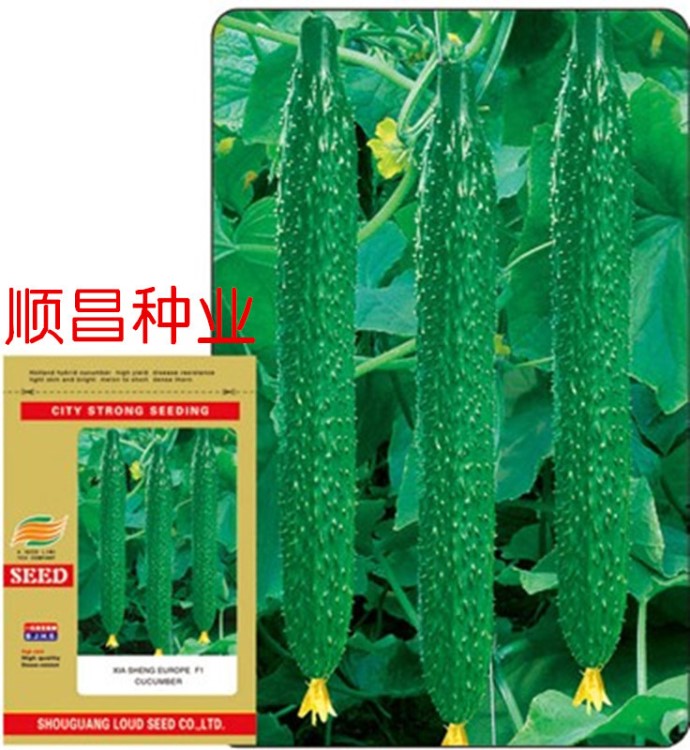 荷蘭 越冬油亮先鋒F1 黃瓜種子【越夏黃瓜種子】 25g