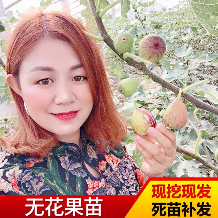 基地批發(fā)無花果苗 園林種植無花果青皮 布蘭瑞克苗波姬紅無花果苗