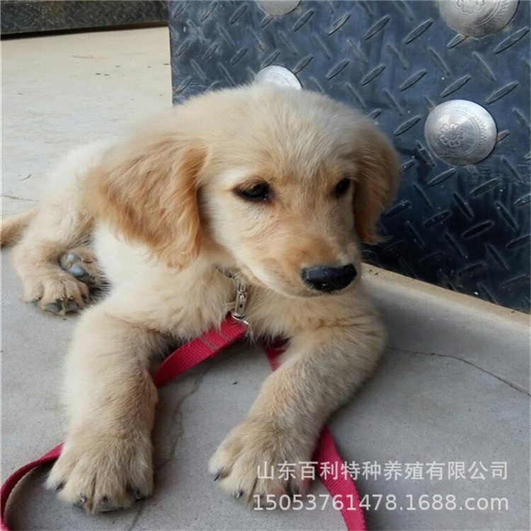 出售活體種金毛犬 家庭寵物犬金毛幼犬 導(dǎo)盲犬 大頭金毛獵犬