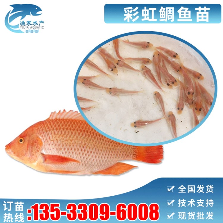 魚苗活體 彩虹鯛魚苗 紅羅非魚苗 淡水魚 紅羅非苗 魚苗批發(fā) 包郵