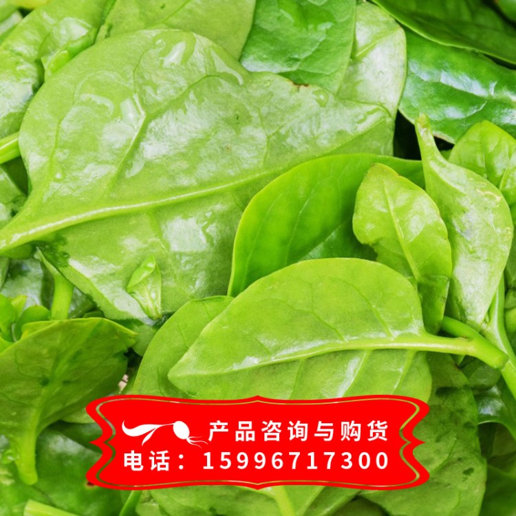 陽(yáng)臺(tái)蔬菜種子 種子 木耳菜種子 大葉木耳菜 果蔬種子 發(fā)芽率高