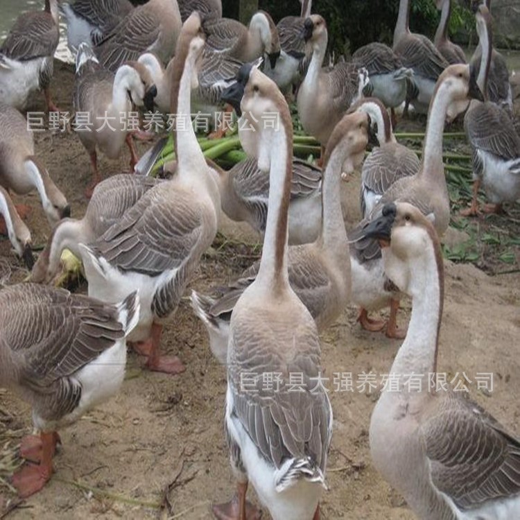 廠家直供脫溫麻鴨苗 批發(fā)雛鴨苗 麻鴨養(yǎng)殖肉鴨苗