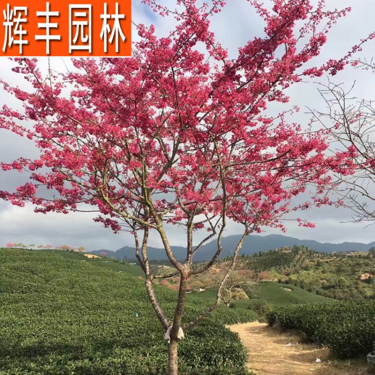 福建山櫻花 福建山櫻花苗木 中國紅櫻花 5公分櫻花樹 落葉喬木