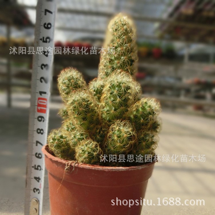 多肉植物 金手指 仙人指 多肉防辐射植物 迷你小盆栽花卉组合